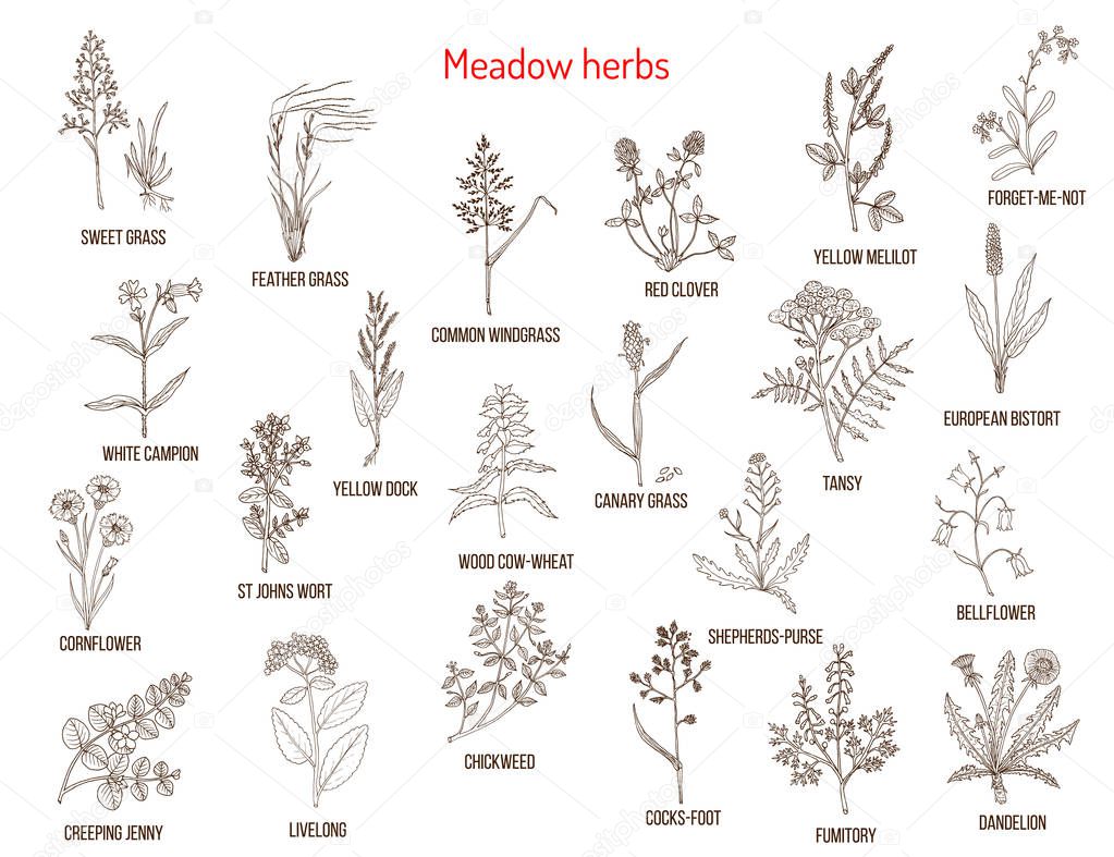 Wild meadow herbs and grasses