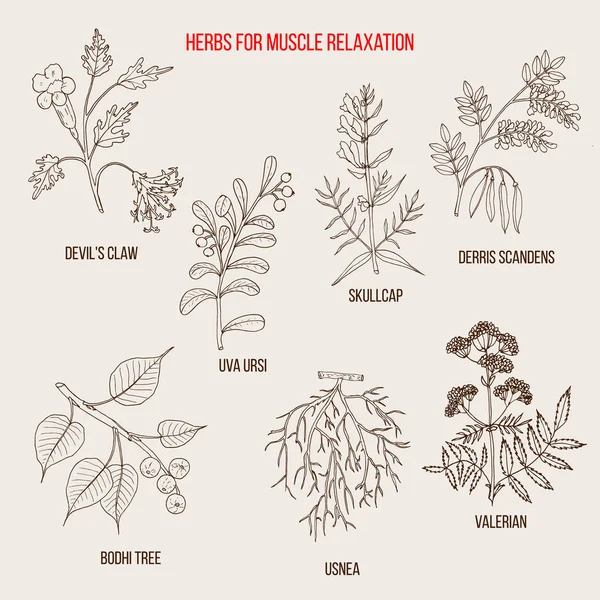 Najlepsze zioła do rozluźnienia mięśni — Wektor stockowy