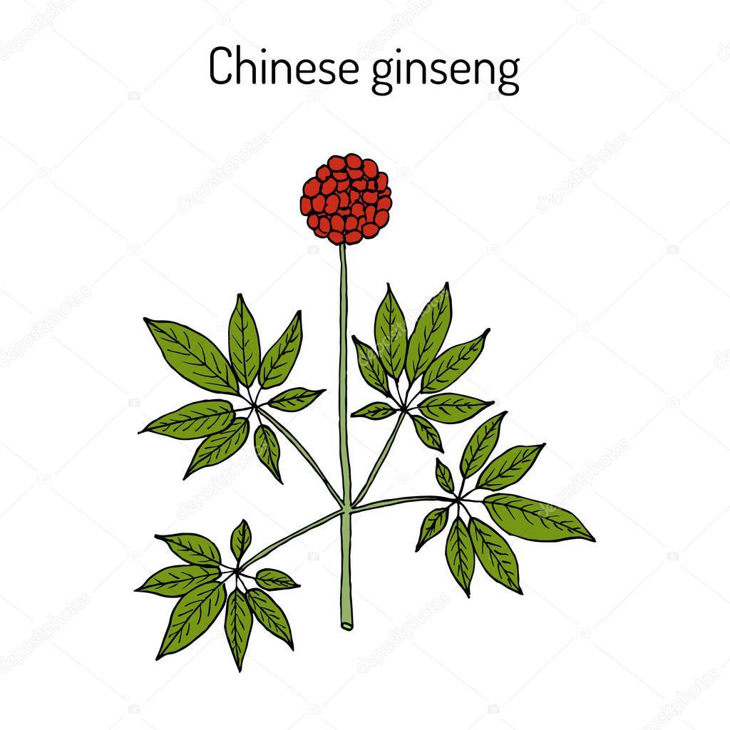 Chinese ginseng Panax notoginseng , or three-seven root, medicinal plant