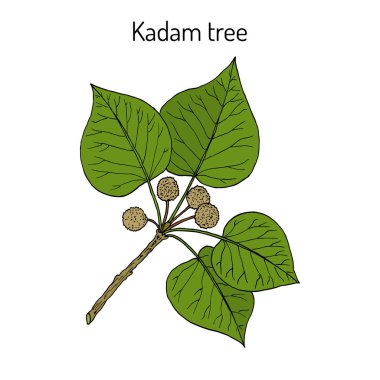 Kadam ağacı, veya burflower-ağaç, laran, leichhardt çam neolamarckia cadamba , tıbbi bitki
