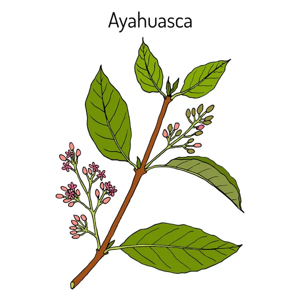 Ayahuasca Banisteriopsis caapi , medicinal plant — Stock Vector