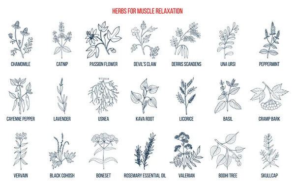 Best herbs for muscle relaxation — Stock Vector