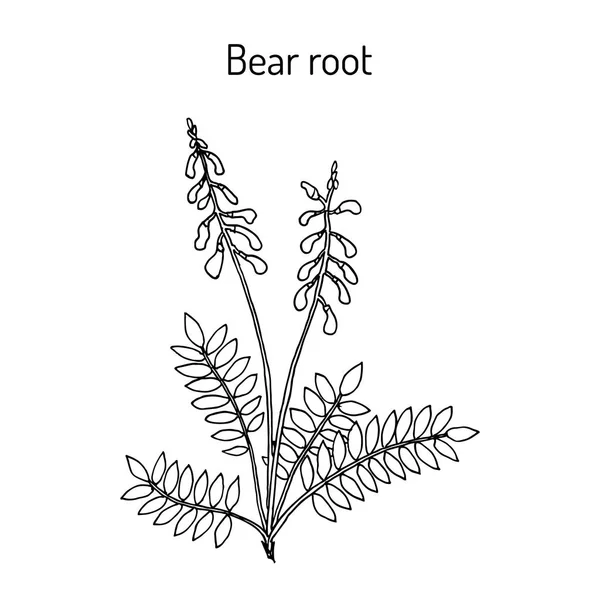 Raiz do urso Hedysarum neglectum, planta medicinal —  Vetores de Stock