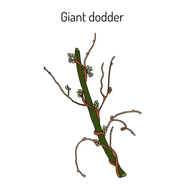 Giant dodder cuscuta reflexa, planta medicinal — Vector de stock