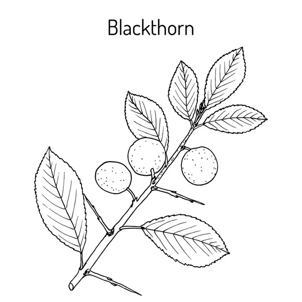 Svarthorn Prunus spinosa, eller slånbär, ätbara och medicinalväxter — Stock vektor