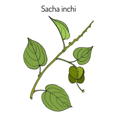 Sacha inchi Plukenetia volubilis , tıbbi bitki