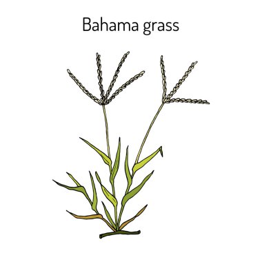 Bermuda veya Bahama çim Cynodon dactylon , tıbbi bitki