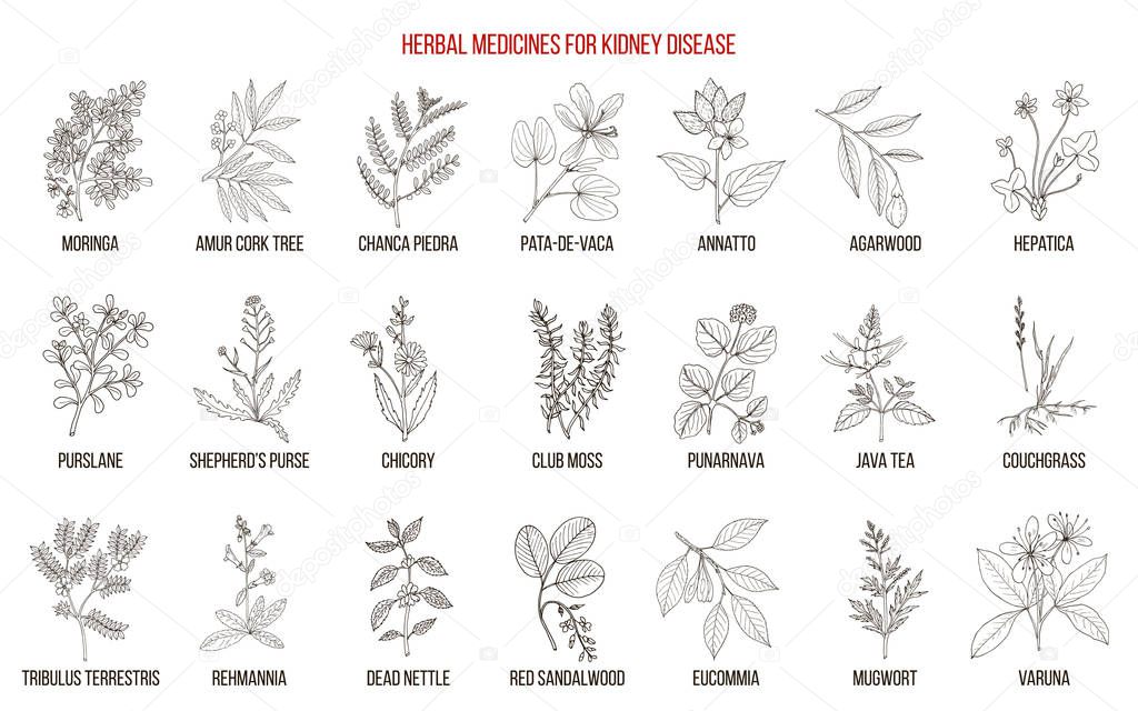 Best herbs for kidney disease
