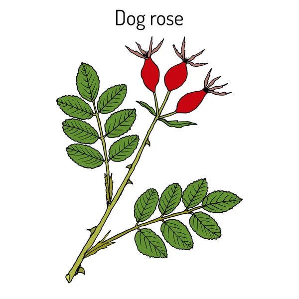 Rosa de Perro Rosa canina, planta medicinal — Vector de stock