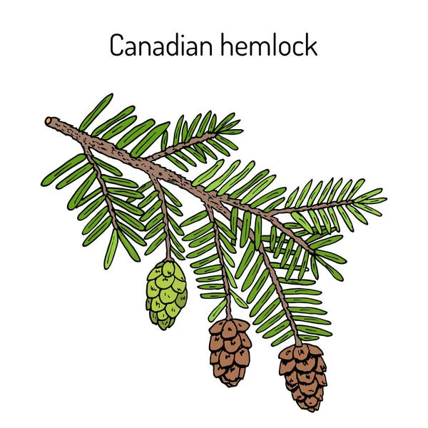 Hemlock canadiense Tsuga canadensis, planta medicinal — Vector de stock