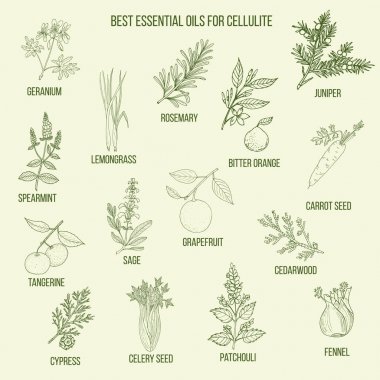 Selülit için en iyi uçucu yağlar