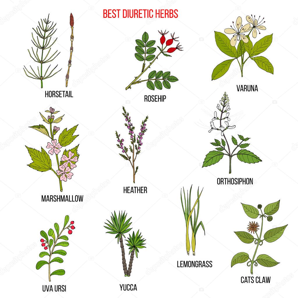 Best diuretic herbs set