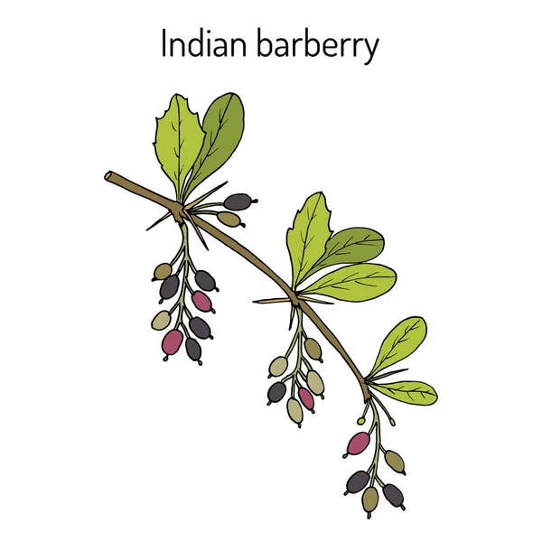 インドのバーベリーベルベリス・アリスタタ、薬用植物 — ストックベクタ