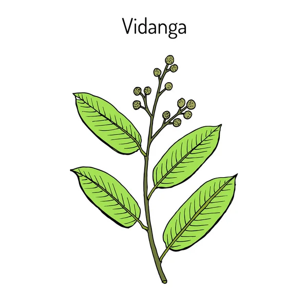 Η βινντανά, το φαρμακευτικό φυτό — Διανυσματικό Αρχείο
