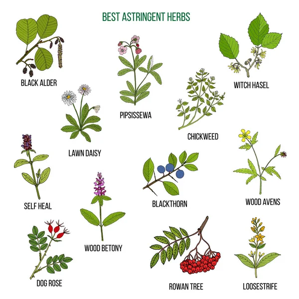 Meilleures herbes astridgent — Image vectorielle