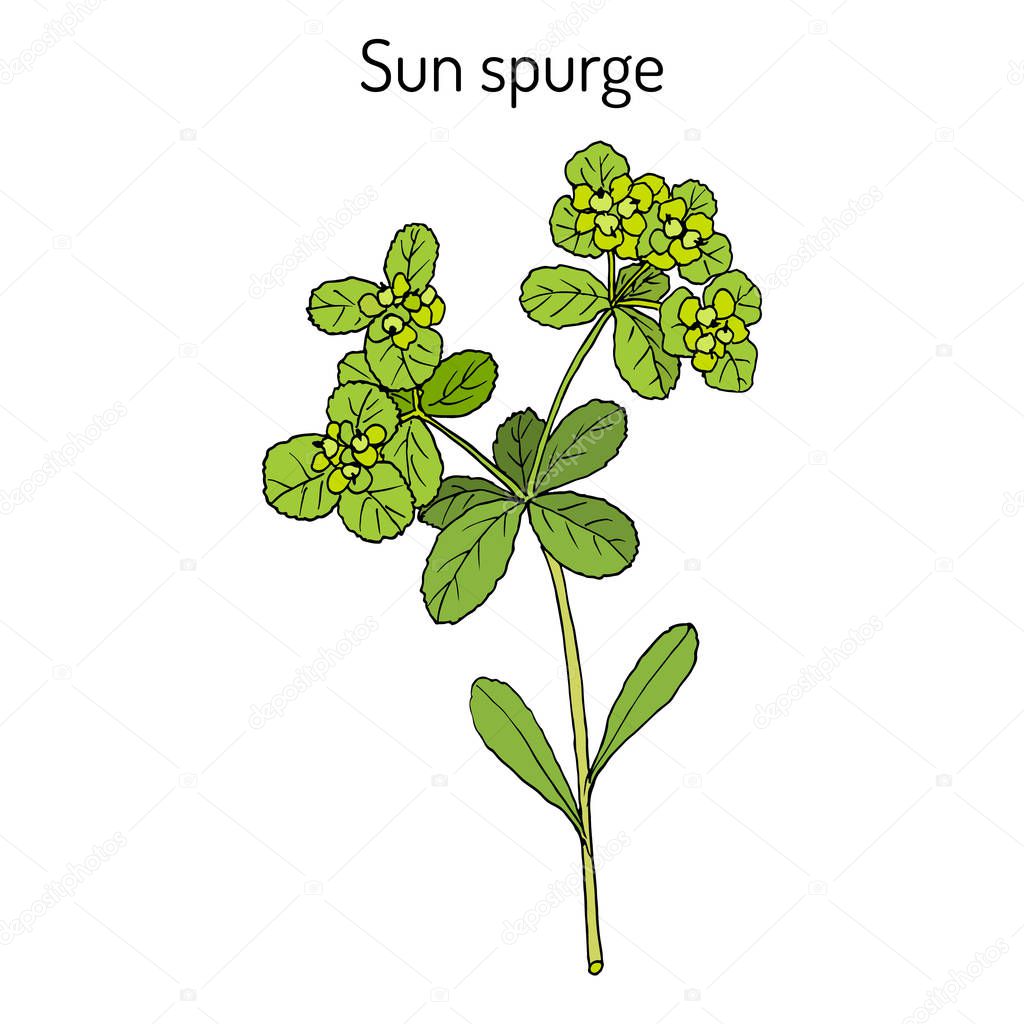 Sun spurge Euphorbia helioscopia , medicinal plant