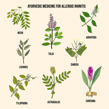Alerjik rhinitis için en iyi ayurvedic bitkiler.