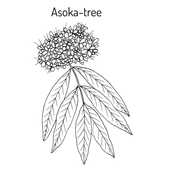 Ashoka tree Saraca asoca , medicinal plant — Stock Vector
