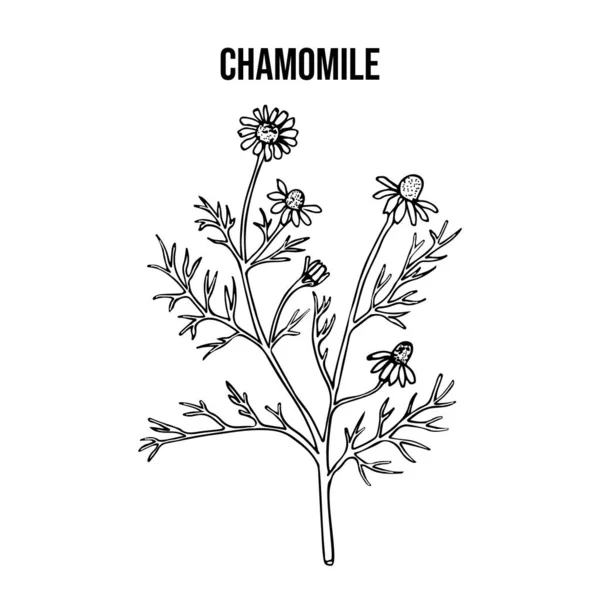 Papatya çayı ya da papatya çayı. Matricaria chamomilla, tıbbi bitki. — Stok Vektör