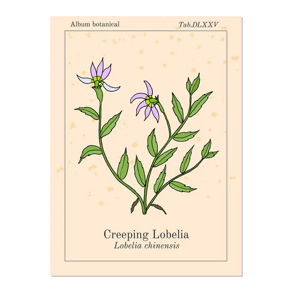 Lobelia chinensis, planta medicinal — Vetor de Stock
