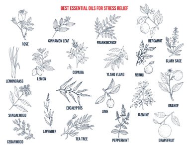 Best essential oils for stress relief clipart