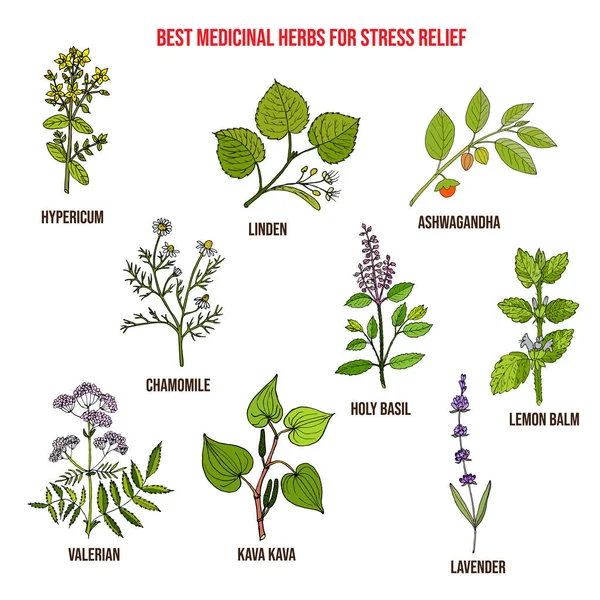 Meilleures herbes médicinales pour soulager le stress — Image vectorielle