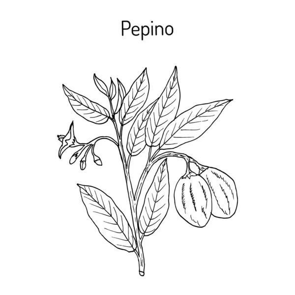 Pepino dulce Solanum muricatum, veya tatlı salatalık — Stok Vektör