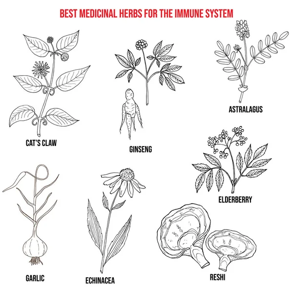 Кращі лікарські трави для імунної системи — стоковий вектор