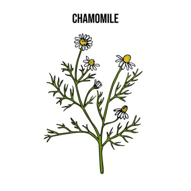 Papatya çayı ya da papatya çayı. Matricaria chamomilla, tıbbi bitki.