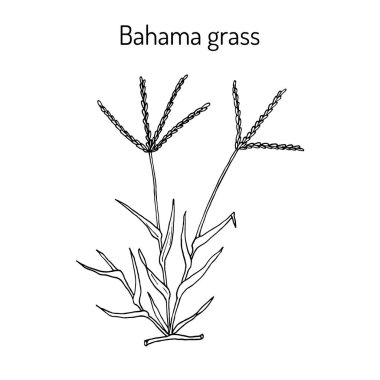 Bermuda veya Bahama çim Cynodon dactylon , tıbbi bitki