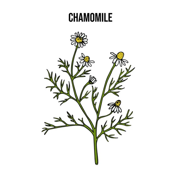 Papatya çayı ya da papatya çayı. Matricaria chamomilla, tıbbi bitki. — Stok Vektör