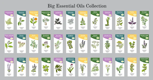 Big set of essential oil labels — Stock Vector