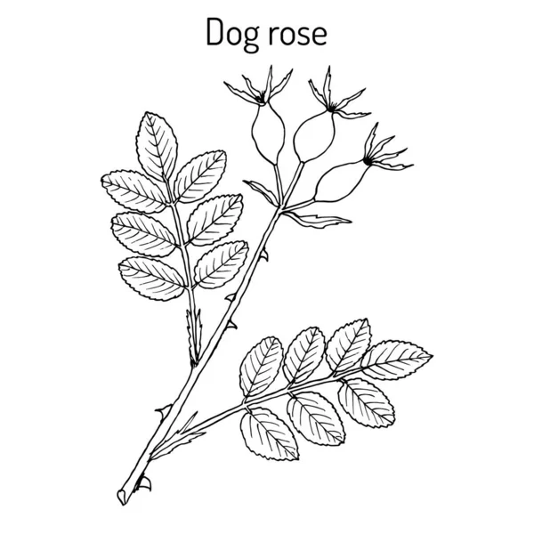 Rosa de Perro Rosa canina, planta medicinal — Vector de stock