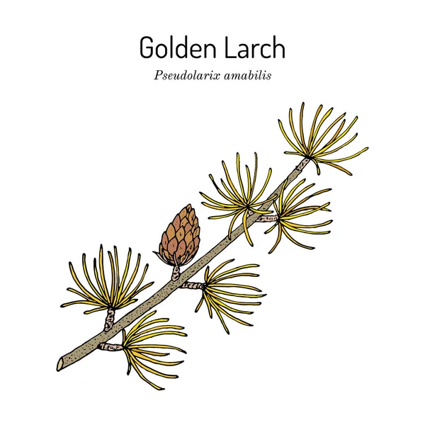 Golden Larch Pseudolarix amabilis , medicinal plant — Stock Vector