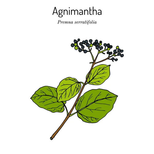 Agnimantha Premna serratifolia，药用植物 — 图库矢量图片