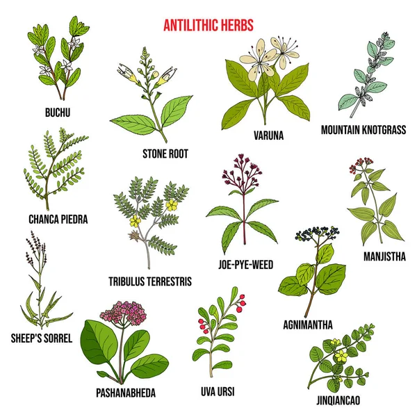 Antilit gyógynövények, természetes botanikai készlet — Stock Vector