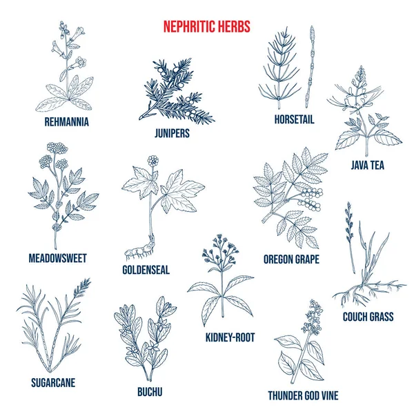 Herbes néphritiques pour les maladies rénales, ensemble botanique naturel — Image vectorielle