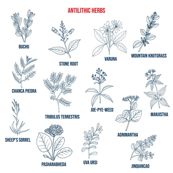 Hierbas antilíticas, conjunto botánico natural — Vector de stock