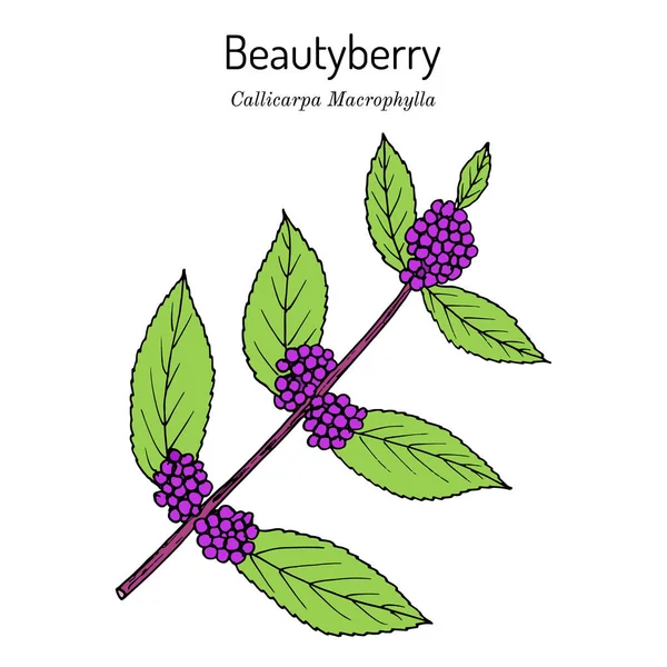 Beautyberry Callicarpa macrophylla, roślina lecznicza — Wektor stockowy