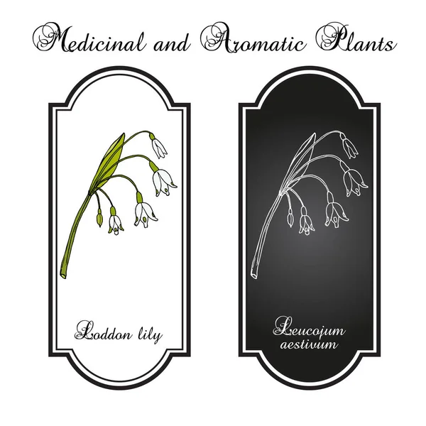 Lirio de Loddon Leucojum aestivum, o copo de nieve de verano, planta medicinal — Vector de stock