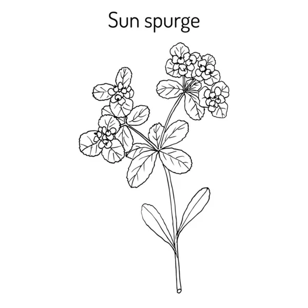 Sol ou verruga spurge, planta medicinal — Vetor de Stock