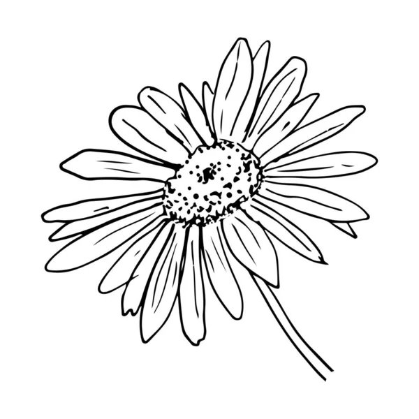 Bosquejo de flores de margarita sobre fondo blanco — Vector de stock