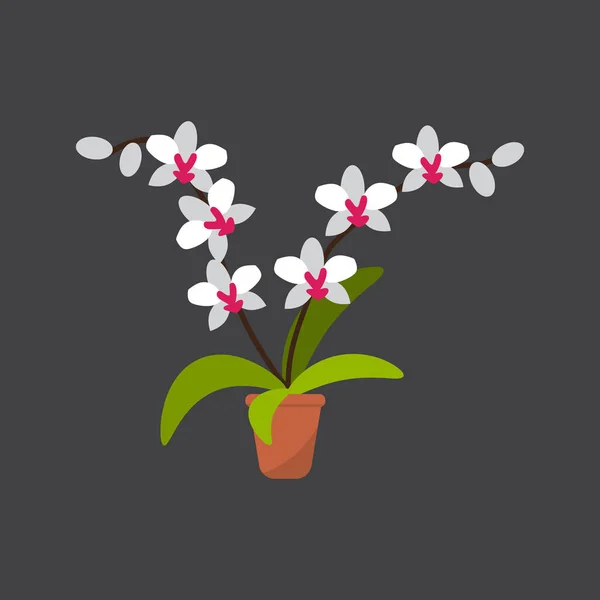 Casa planta orquídea blanca en maceta — Vector de stock