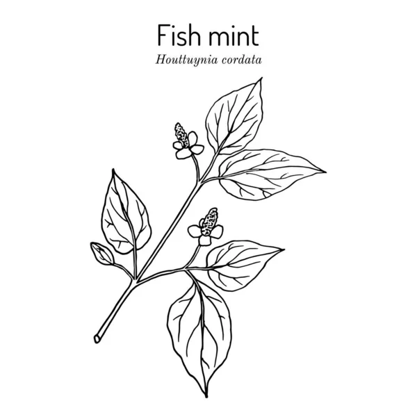 Menta de peixe Houttuynia cordata, planta medicinal — Vetor de Stock