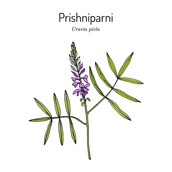 Prishniparni uraria picta, pianta medicinale — Vettoriale Stock