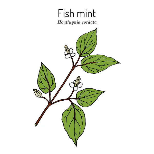 Menta de peixe Houttuynia cordata, planta medicinal — Vetor de Stock