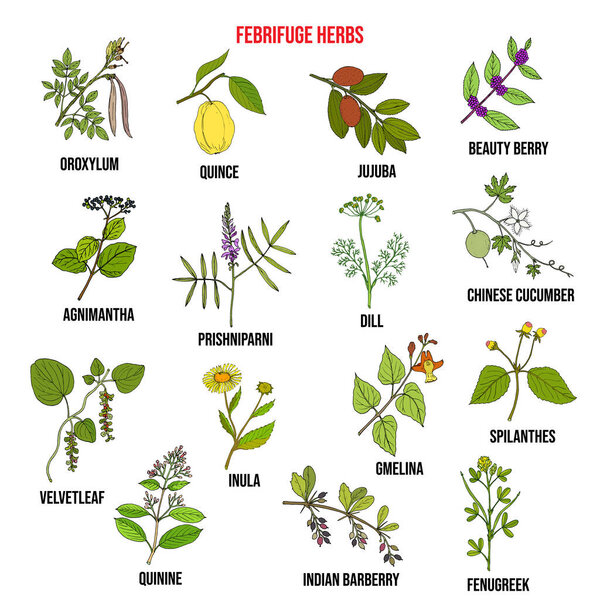 Коллекция трав фебрифуги. Векторное множество

