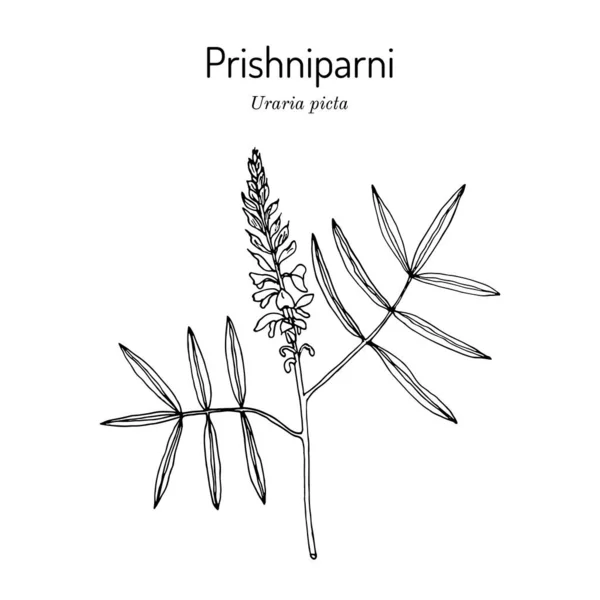 Prishniparni uraria picta , medicinal plant — Stock Vector
