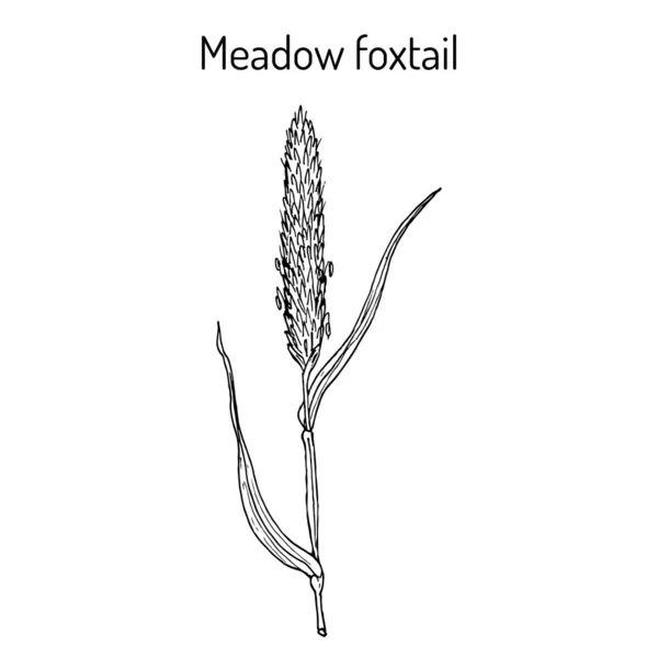Campo prado cola de zorro alopecurus pratensis, planta medicinal — Vector de stock