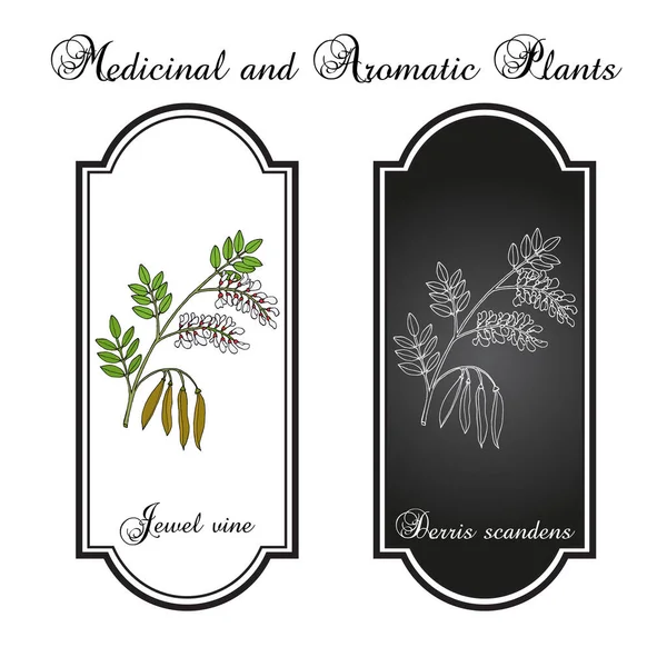 Jewel vine Derris scandens, planta medicinal — Vector de stock